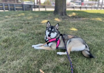 7 month old cute female Pomsky