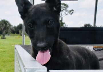 Belgian Malinois – AKC