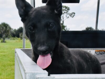 Belgian Malinois – AKC