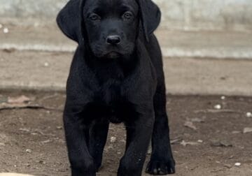 Female Labrador mix