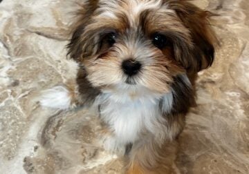 Adorable Boy