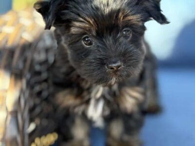 Registered Yorkshire Terrier