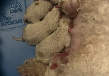 Toy maltipoo puppies