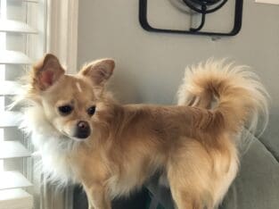 2 yr male chihuahua