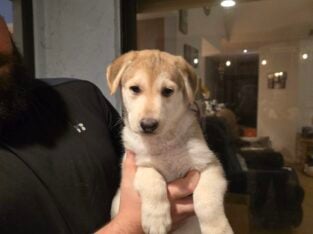 German Shepherd Husky Puppies
