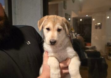 German Shepherd Husky Puppies