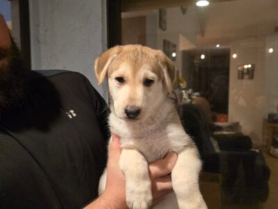 German Shepherd Husky Puppies