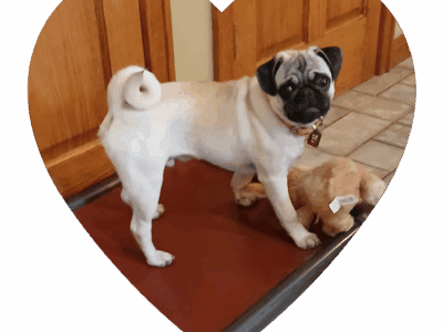 Pug Puppies AKC