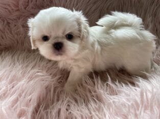 Shih tzu pup white with splash gold