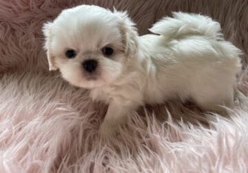 Shih tzu pup white with splash gold