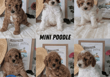 AKC MINI POODLE PUPS