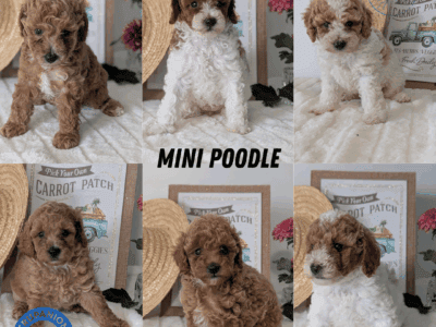 AKC MINI POODLE PUPS