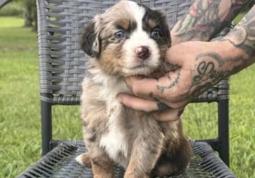 Double Merle Australian Sheppards