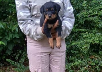 AKC Rottweiler