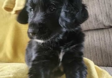 Australian Shepherd/Golden retriever puppy