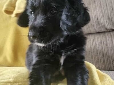 Australian Shepherd/Golden retriever puppy