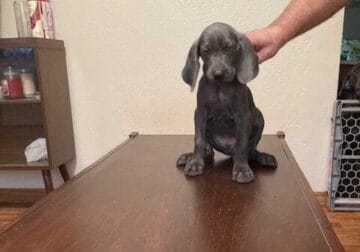 Puppies for Sale