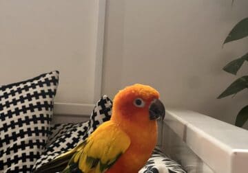 Sun conures for sale