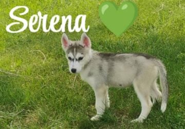 Adorable and loving Siberian Husky females