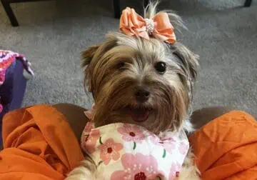 Beautiful Big Adult Parti Chocolate Yorkie