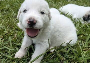 Great Pyrenees – Mr. Adorable