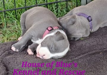 Blue Nose APBT Mauve Female