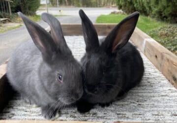 Flemish Giants Pedigreed