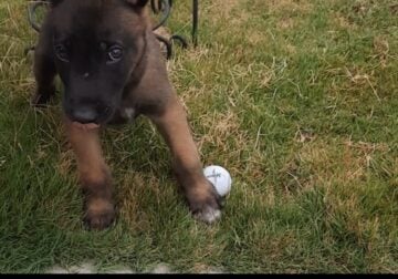 GOOD PUPPY FOR GOOD HOME