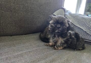 Male Shihtzu