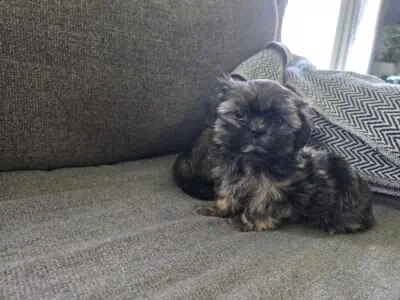 Male Shihtzu