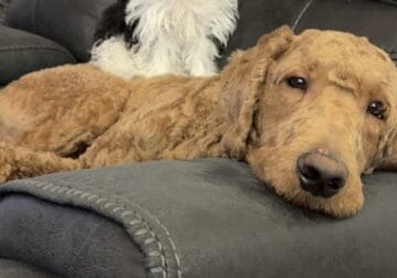 Goldendoodle