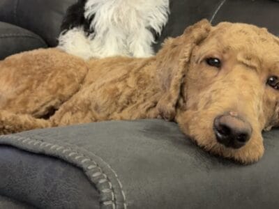 Goldendoodle