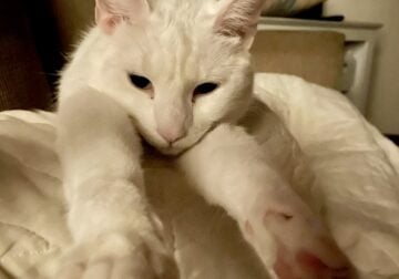 White Cat