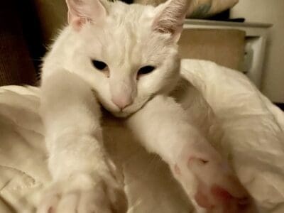 White Cat