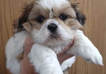 Purebred shih Tzu puppies