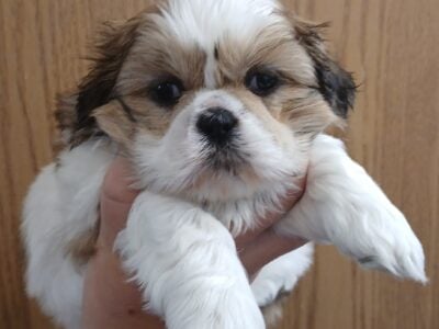 Purebred shih Tzu puppies