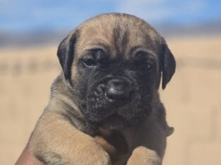 Cane Corso puppy