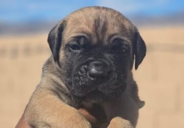 Cane Corso puppy