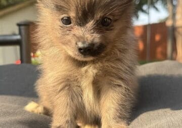 Pomeranian puppies