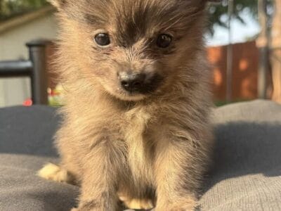 Pomeranian puppies