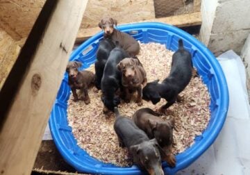 Doberman Pischer Puppies
