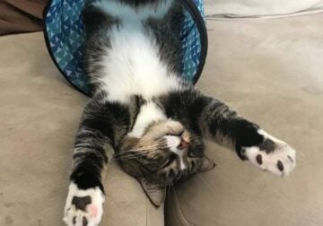 Male Tabby Needs Forever Home!