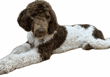 AKC registered Parti Poodle