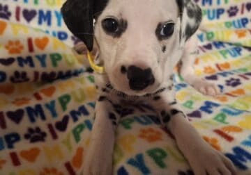 Female Dalmatian lussy