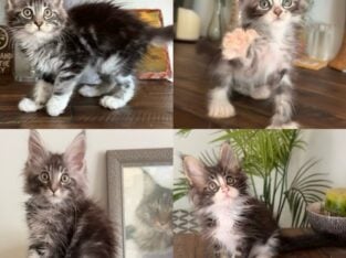 Purebred XL Maine Coon kittens European Bloodline
