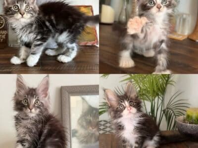 Purebred XL Maine Coon kittens European Bl  ...