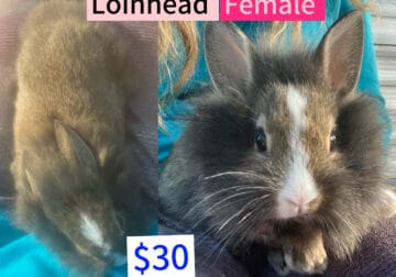Loinhead bunnies ( rabbits )
