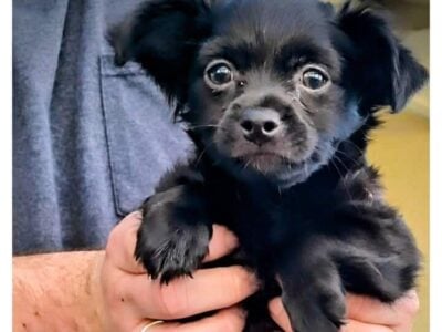 Free puppies