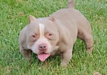 American bully