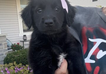 Bernedoodle/aussiedoodle